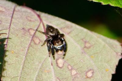 <i>Evarcha arcuata</i>