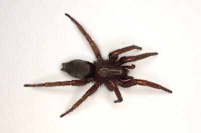 <i>Scotophaeus scutulatus</i>