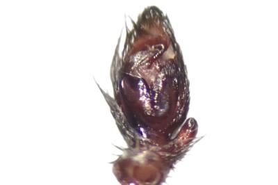 <i>Scotophaeus scutulatus</i>