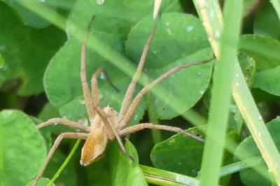 <i>Pisaura mirabilis</i>
