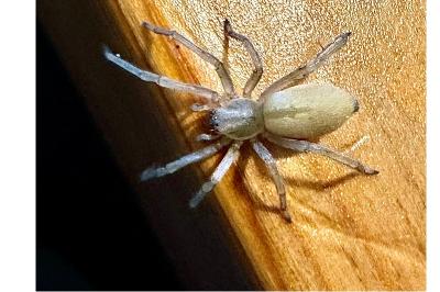 <i>Cheiracanthium</i>