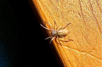 <i>Cheiracanthium</i>