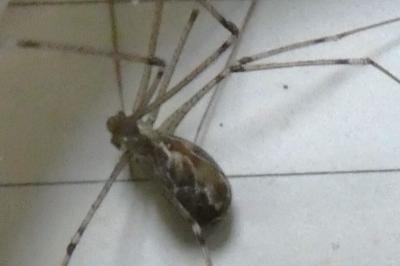 <i>Holocnemus pluchei</i>