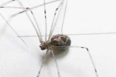 <i>Holocnemus pluchei</i>