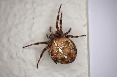 <i>Araneus diadematus</i>