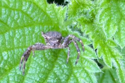 <i>Xysticus</i>