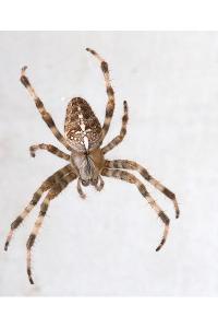 <i>Araneus diadematus</i>