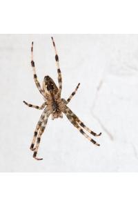 <i>Araneus diadematus</i>