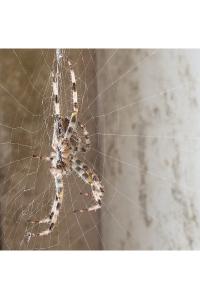 <i>Araneus diadematus</i>