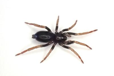 <i>Trachyzelotes pedestris</i>