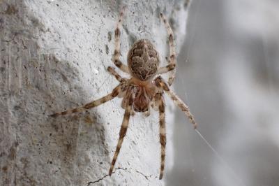 <i>Larinioides sclopetarius</i>