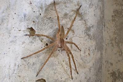<i>Pisaura mirabilis</i>