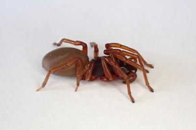 <i>Dysdera erythrina</i>