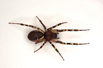 <i>Neriene montana</i>