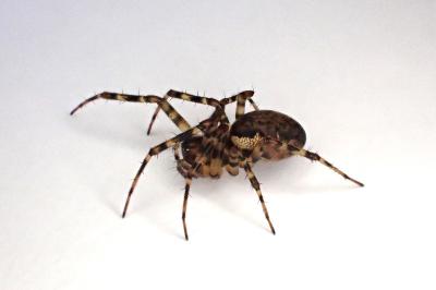 <i>Neriene montana</i>