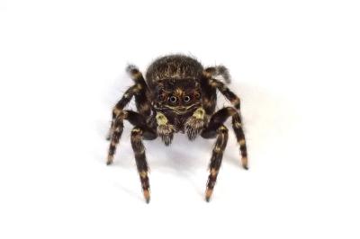<i>Pseudeuophrys erratica</i>