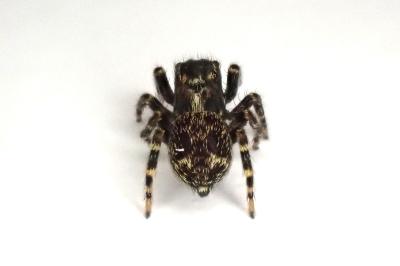 <i>Pseudeuophrys erratica</i>