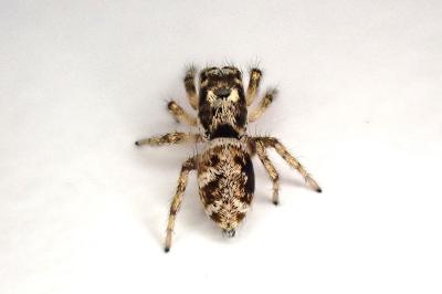 <i>Salticus</i>