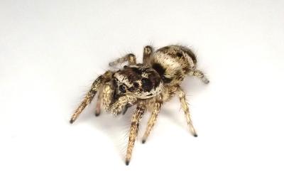 <i>Salticus</i>
