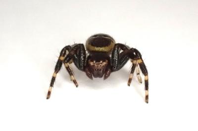 <i>Synema globosum</i>