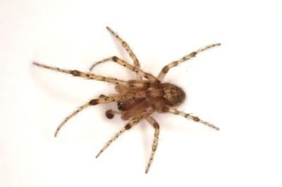 <i>Zygiella x-notata</i>