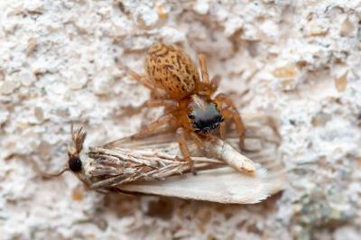<i>Saitis barbipes</i>