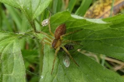 <i>Dolomedes</i>