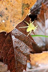 <i>Micrommata</i>
