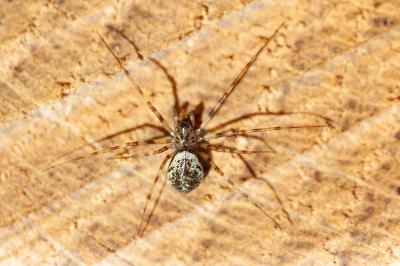 <i>Drapetisca socialis</i>