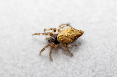 <i>Cyclosa conica</i>