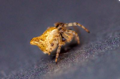 <i>Cyclosa conica</i>