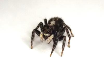 <i>Pseudeuophrys lanigera</i>