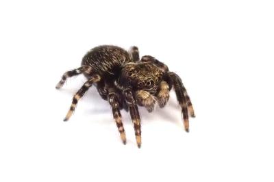 <i>Pseudeuophrys erratica</i>