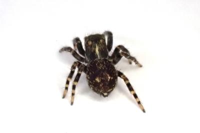 <i>Pseudeuophrys erratica</i>