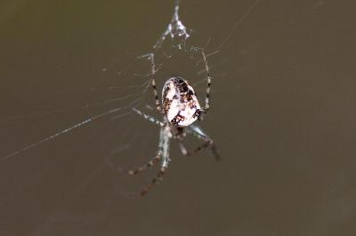 <i>Metellina</i>