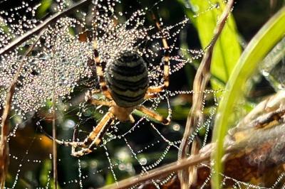 <i>Argiope bruennichi</i>