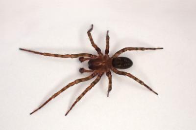 <i>Amaurobius erberi</i>