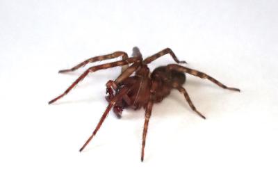<i>Amaurobius erberi</i>