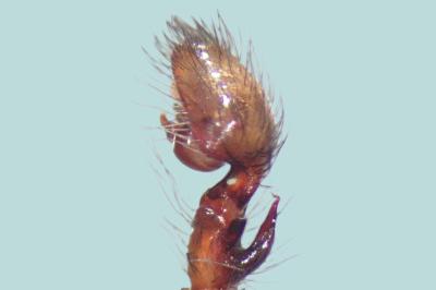 <i>Amaurobius erberi</i>