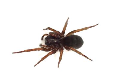 <i>Amaurobius erberi</i>