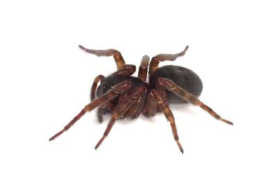 <i>Amaurobius erberi</i>