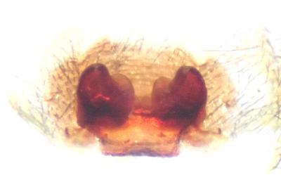 <i>Amaurobius erberi</i>