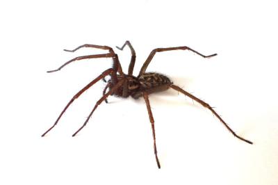<i>Eratigena saeva</i>