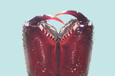 <i>Eratigena saeva</i>