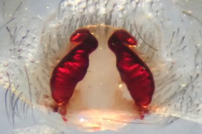 <i>Eratigena saeva</i>