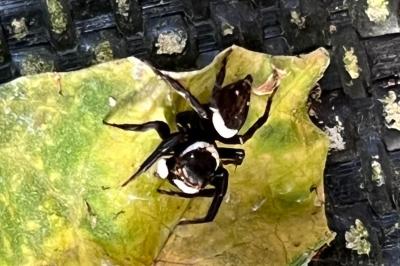 <i>Hasarius adansoni</i>