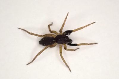 <i>Aulonia albimana</i>