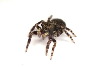 <i>Pseudeuophrys erratica</i>