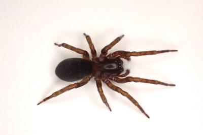 <i>Amaurobius erberi</i>