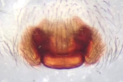 <i>Amaurobius erberi</i>